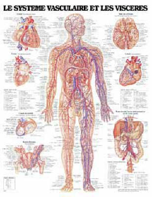 Le Systeme Cardiovasculaire -  Anatomical Chart Company