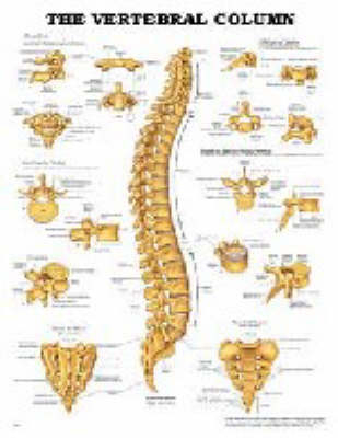 The Vertebral Column -  Anatomical Chart Company