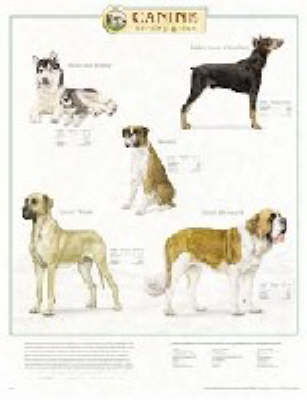 Canine Working Group -  Anatomical Chart Company