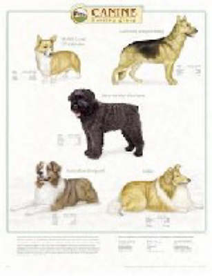 Canine Herding Group -  Anatomical Chart Company