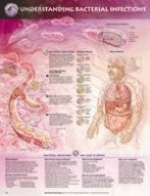 Understanding Bacterial Infections Anatomical Chart - 