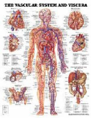 The Vascular and Viscera