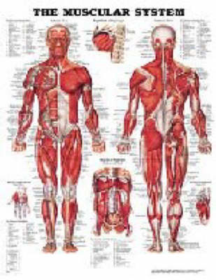 The Muscular System -  Anatomical Chart Company