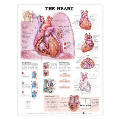 The Heart Anatomical Chart