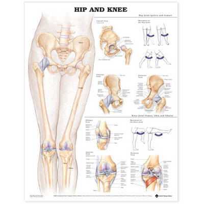 Hip and Knee Anatomical Chart