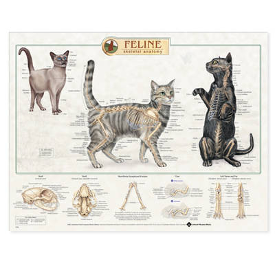 Feline Skeletal System Anatomical Chart - 