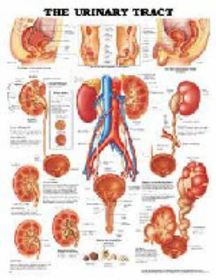 The Urinary Tract -  Anatomical Chart Company