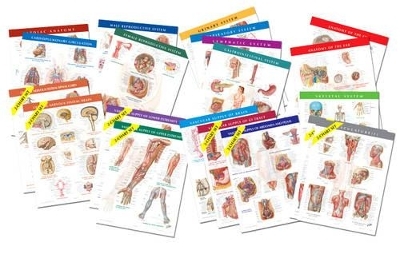 Netter Anatomy Charts - Frank H. Netter