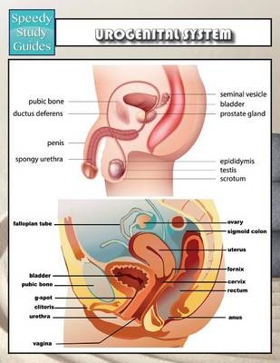 Urogenital System (Speedy Study Guides) -  Speedy Publishing LLC