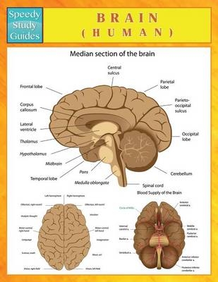 Brain (Human) (Speedy Study Guides) -  Speedy Publishing LLC