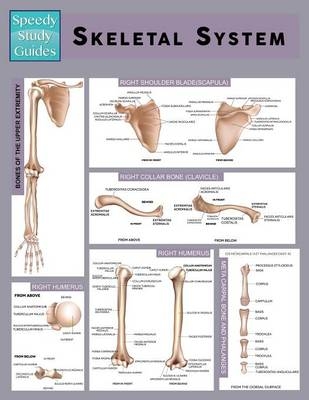 Skeletal System (Speedy Study Guide) -  Speedy Publishing LLC