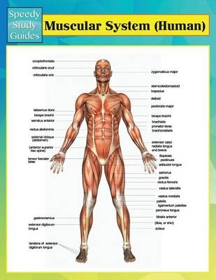 Muscular System (Human) (Speedy Study Guides) -  Speedy Publishing LLC