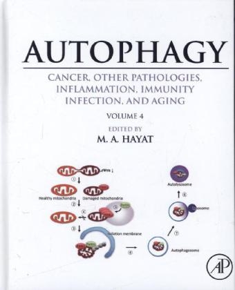 Autophagy: Cancer, Other Pathologies, Inflammation, Immunity, Infection, and Aging - 