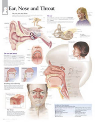 Ear, Nose & Throat Laminated Poster -  Scientific Publishing