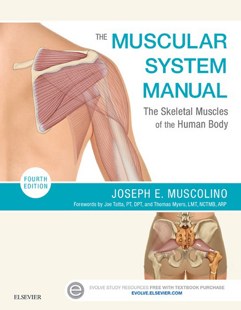 The Muscular System Manual -  Joseph E. Muscolino