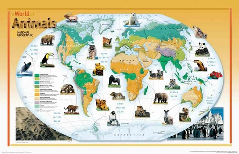 World of Animals, Laminated