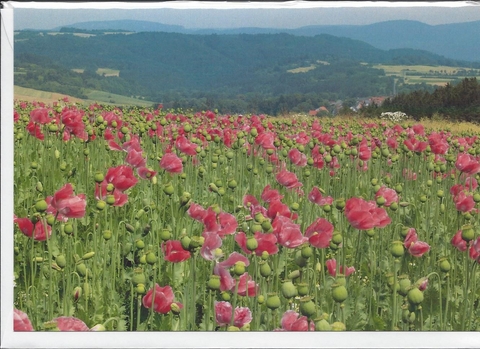 Doppelkarte C6 " Mohnblütenlandschaft ", mit Umschlag - 