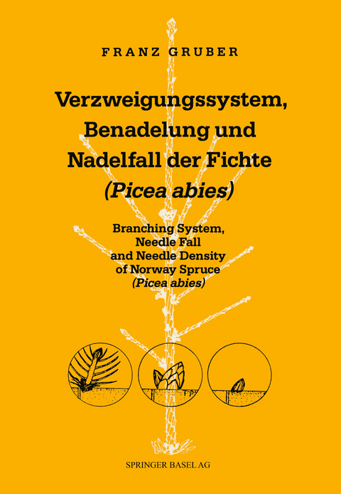 Verzweigungssystem, Benadelung und Nadelfall der Fichte (Picea abies) -  Gruber,  3