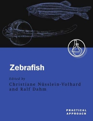 Zebrafish - 