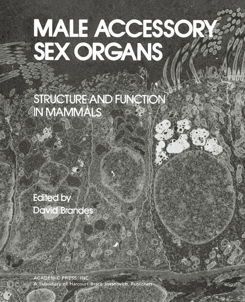 Male Accessory Sex Organs - 