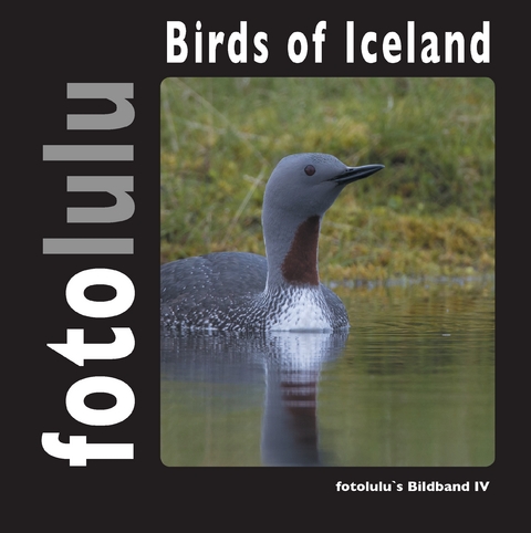 Birds of Iceland -  fotolulu