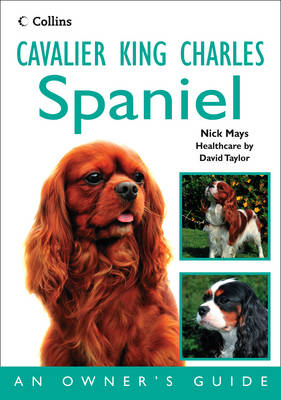 Cavalier King Charles Spaniel - Nick Mays