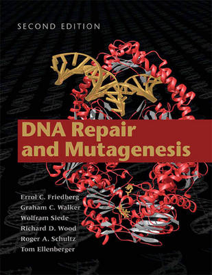 DNA Repair and Mutagenesis - Errol C Friedberg, Graham C Walker, Wolfram Siede, Richard D Wood