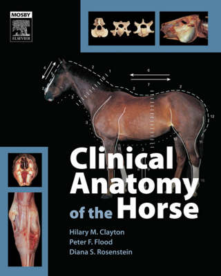 Clinical Anatomy of the Horse - Hilary M. Clayton, Peter F. Flood, Diana S. Rosenstein