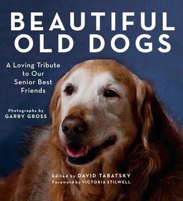 Beautiful Old Dogs - 