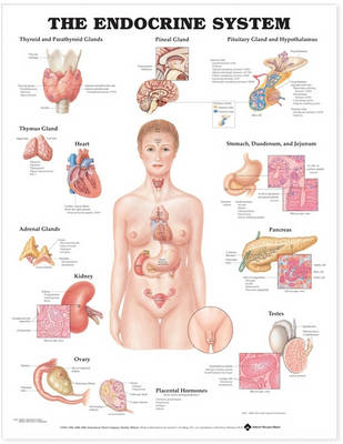 Endocrinology 3-Chart Set -  Lippincott Williams &  Wilkins