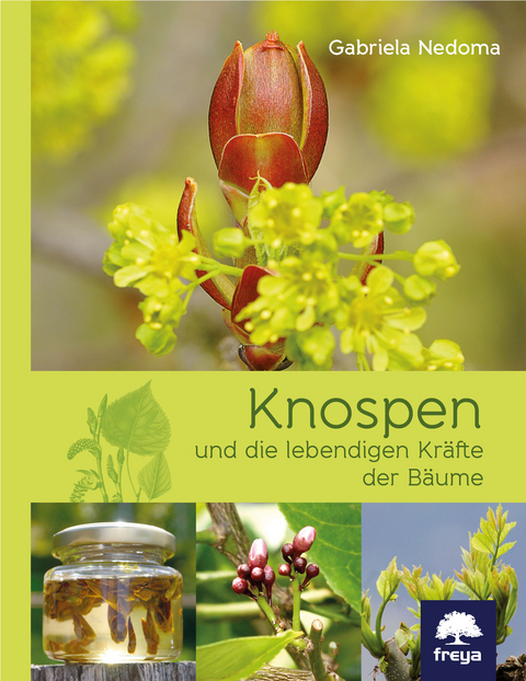 Knospen - Gabriela Nedoma