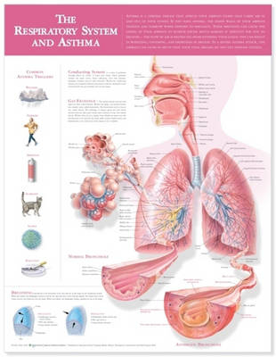 The Respiratory System and Asthma Anatomical Chart