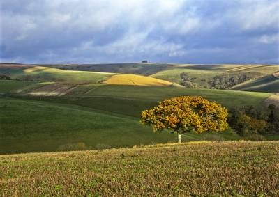 Cranborne Chase -  Roger Lane