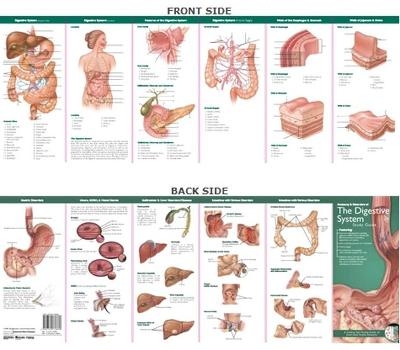 Anatomical Chart Company's Illustrated Pocket Anatomy: Anatomy & Disorders of The Digestive System Study Guide