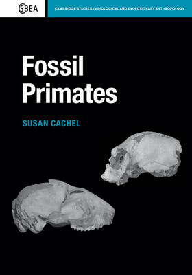 Fossil Primates -  Susan Cachel