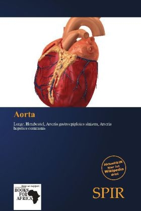 Aorta - 