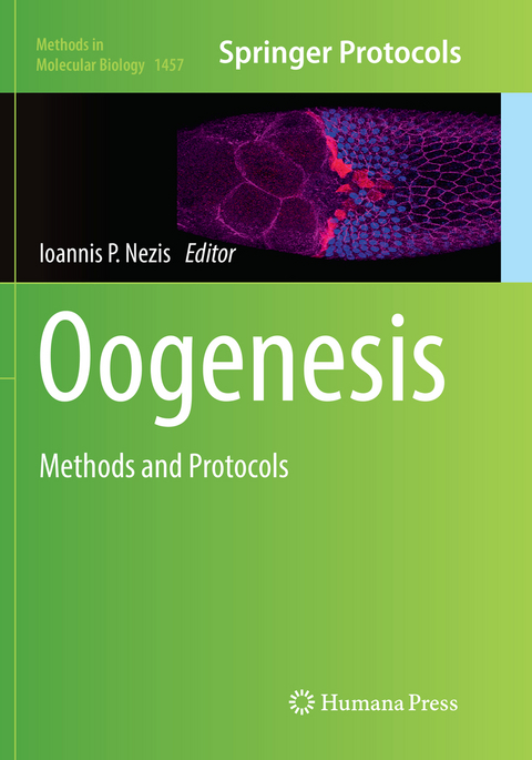 Oogenesis - 