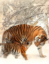 Fantasy Notizbuch 14: Tiger im Schnee - Sternenfeuer, Samuriel