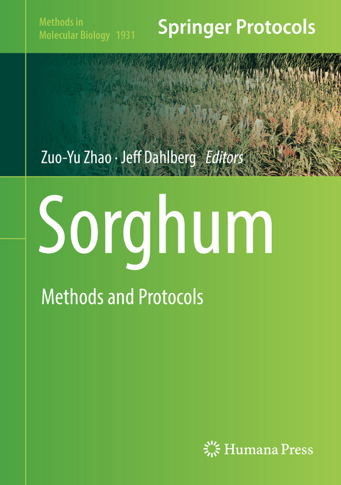 Sorghum - 