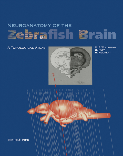 Neuroanatomy of the Zebrafish Brain - Mario F. Wulliman, Barbara Rupp, Heinrich Reichert