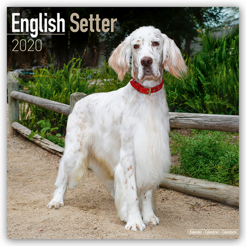 English Setter Calendar 2020 -  Avonside Publishing Ltd