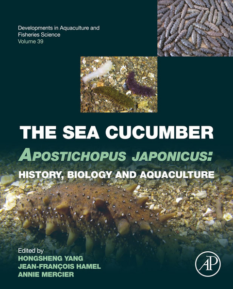 Sea Cucumber Apostichopus japonicus - 