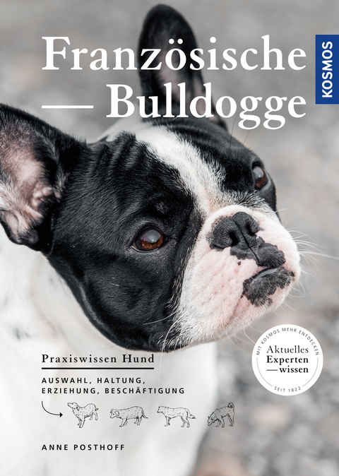 Französische Bulldogge - Anne Posthoff