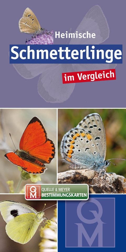 Heimische Schmetterlinge - 