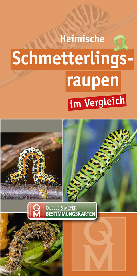 Heimische Schmetterlingsraupen - 