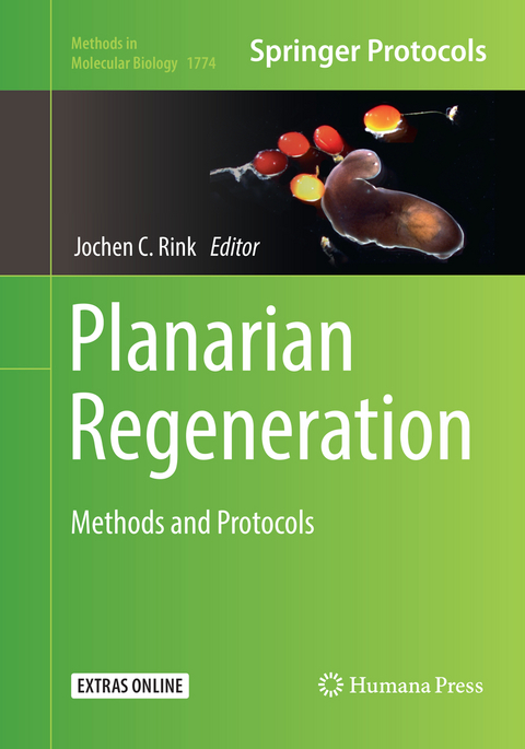 Planarian Regeneration - 