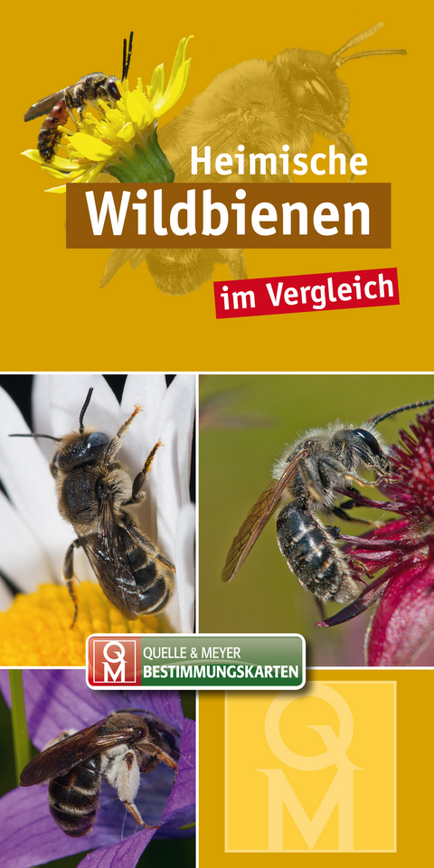 Heimische Wildbienen im Vergleich - 