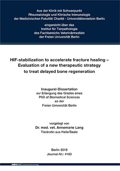 HIF-stabilization to accelerate fracture healing – Evaluation of a new therapeutic strategy to treat delayed bone regeneration - Annemarie Lang