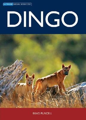 Dingo -  Brad Purcell