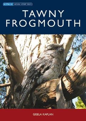 Tawny Frogmouth - 